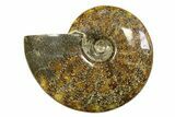 Polished Ammonite (Cleoniceras) Fossil - Madagascar #283428-1